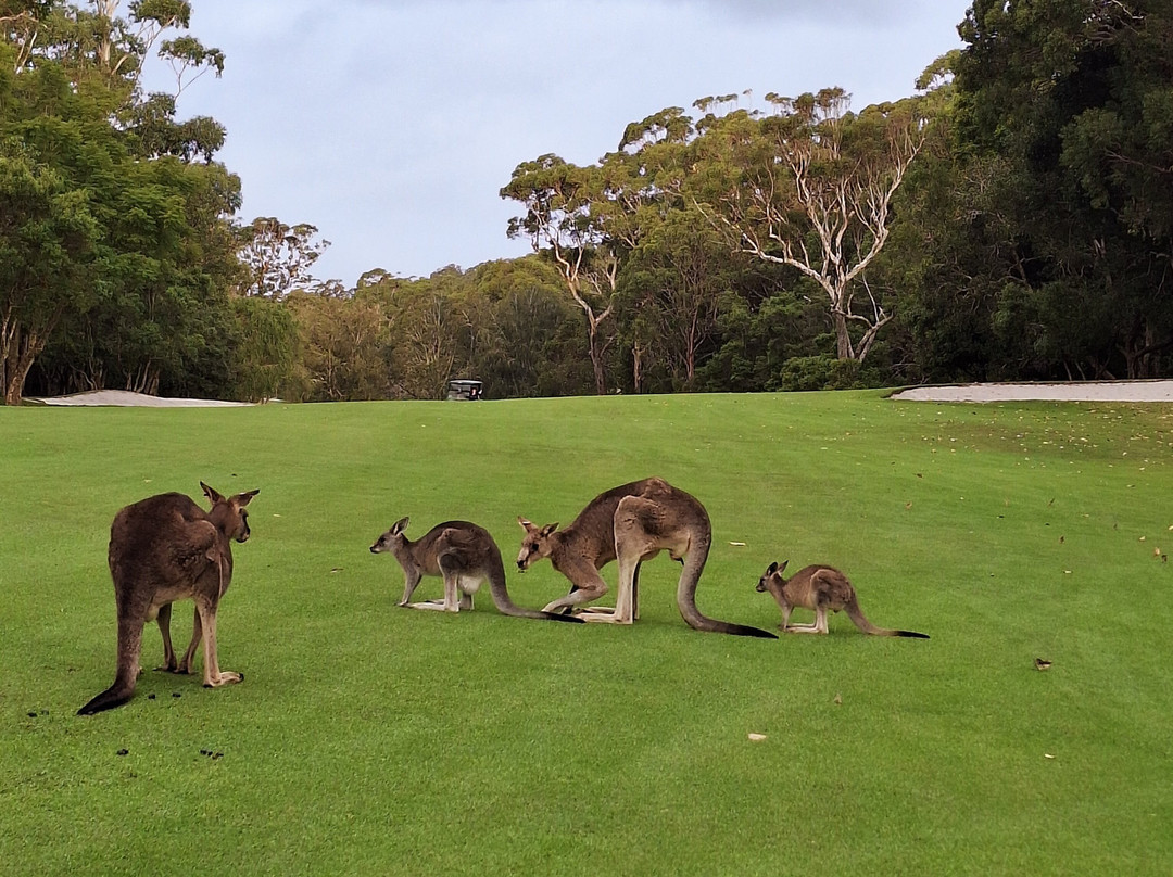 Kangaroo Encounters Guided Tours-尼尔森湾必去景点