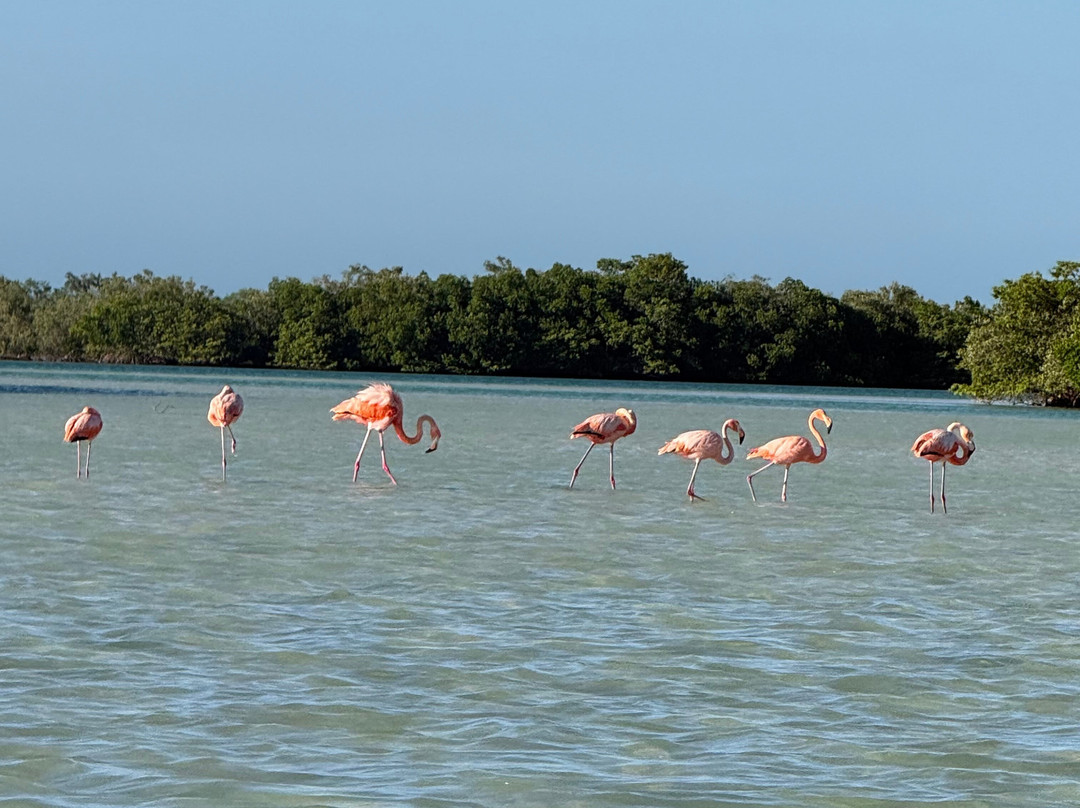 Río Lagartos Experience By Jorge N-里奥拉加托斯必去景点