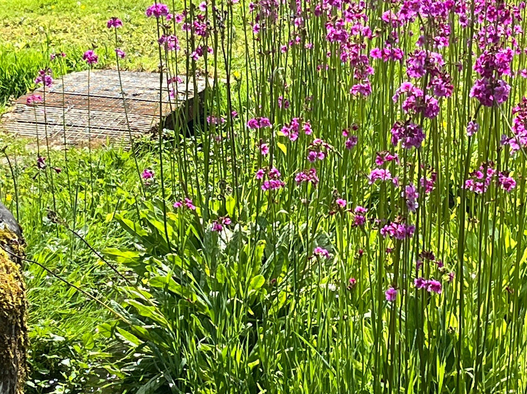 Tullynally Castle Gardens-Castlepollard必去景点