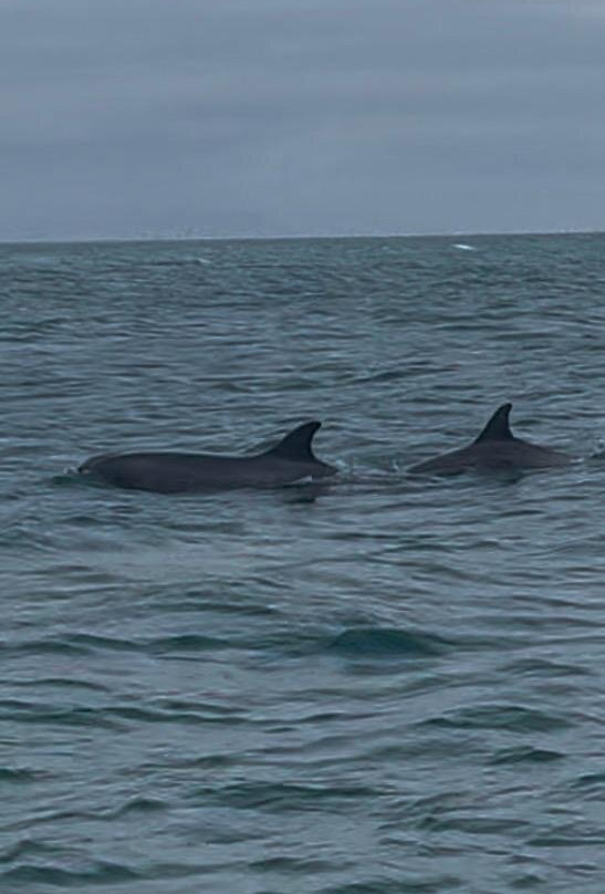 Abersoch Boat Trips