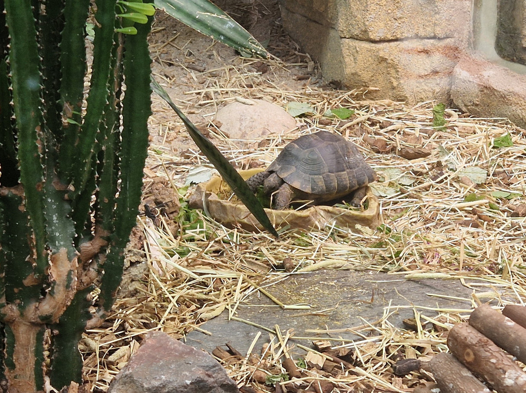 Korkeasaari Zoo-赫尔辛基必去景点