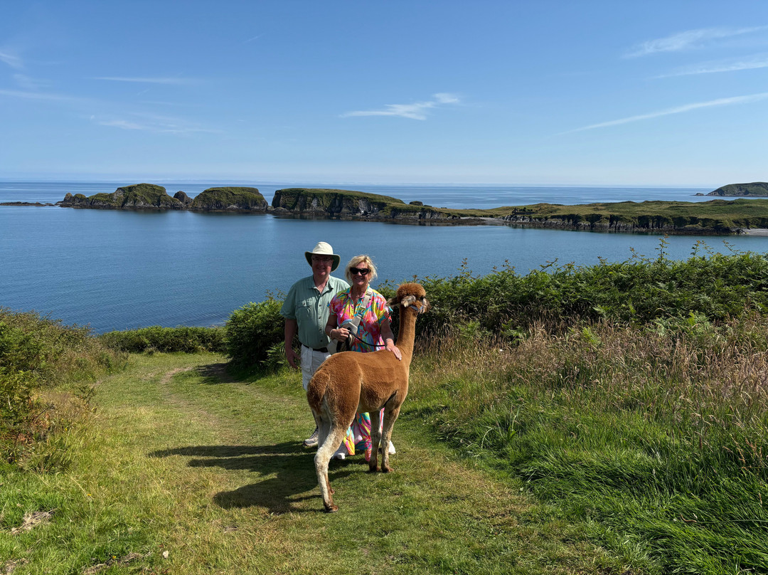 Seaside Alpacas West Cork
