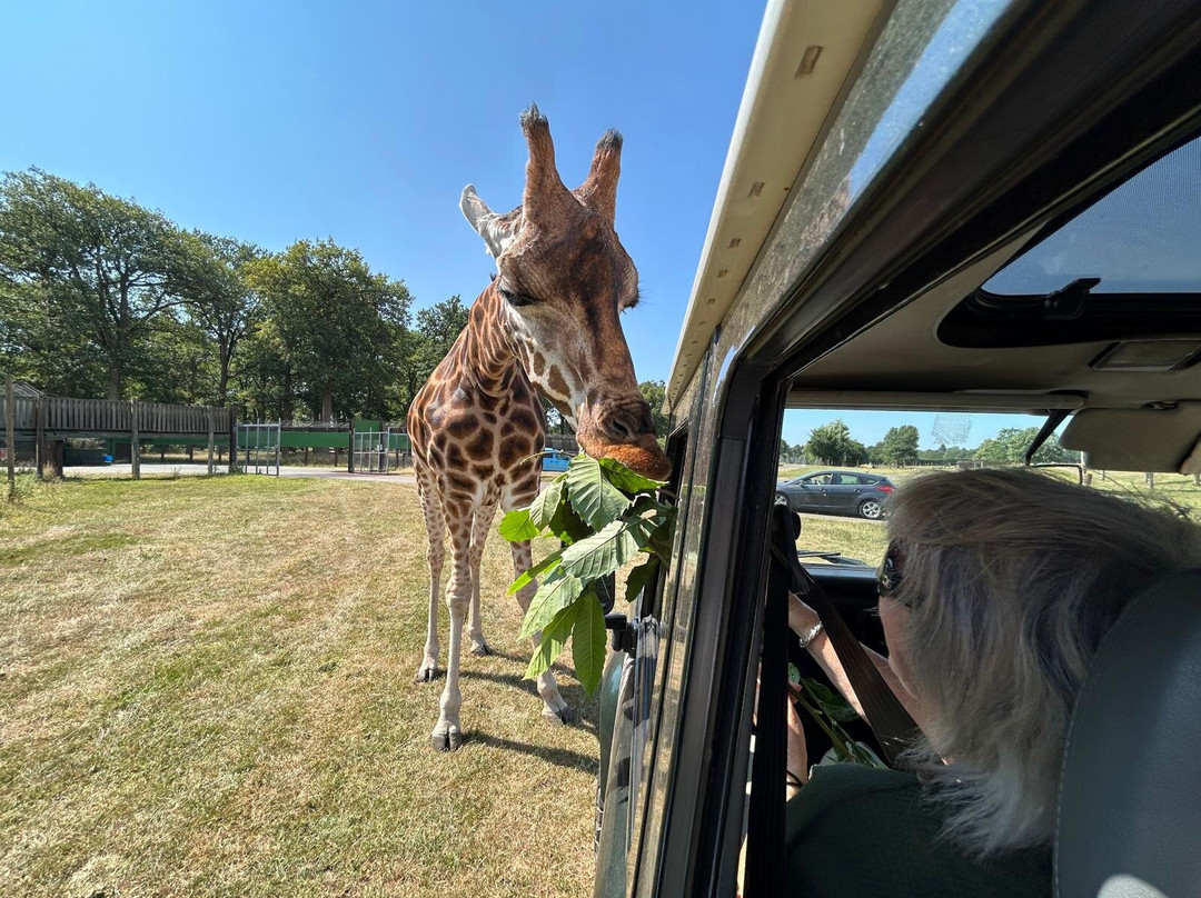 Woburn Safari Park-Woburn必去景点
