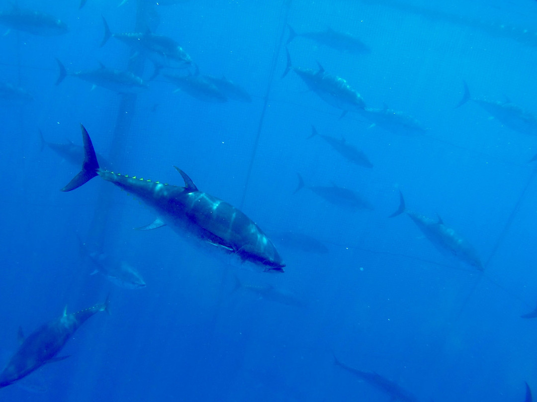 Tuna Tour-L'Ametlla de Mar必去景点