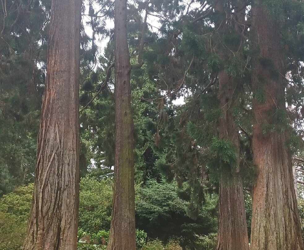 爱丁堡皇家植物园-爱丁堡必去景点