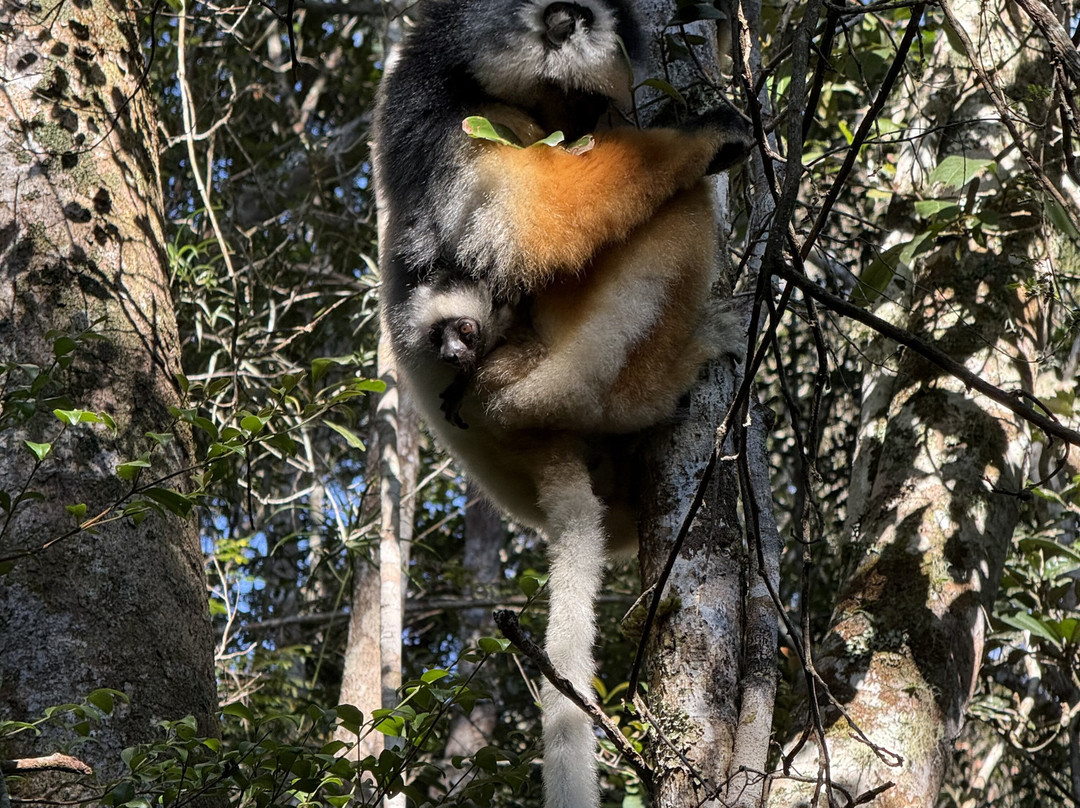 Madagascar Green Tours-安齐拉贝必去景点