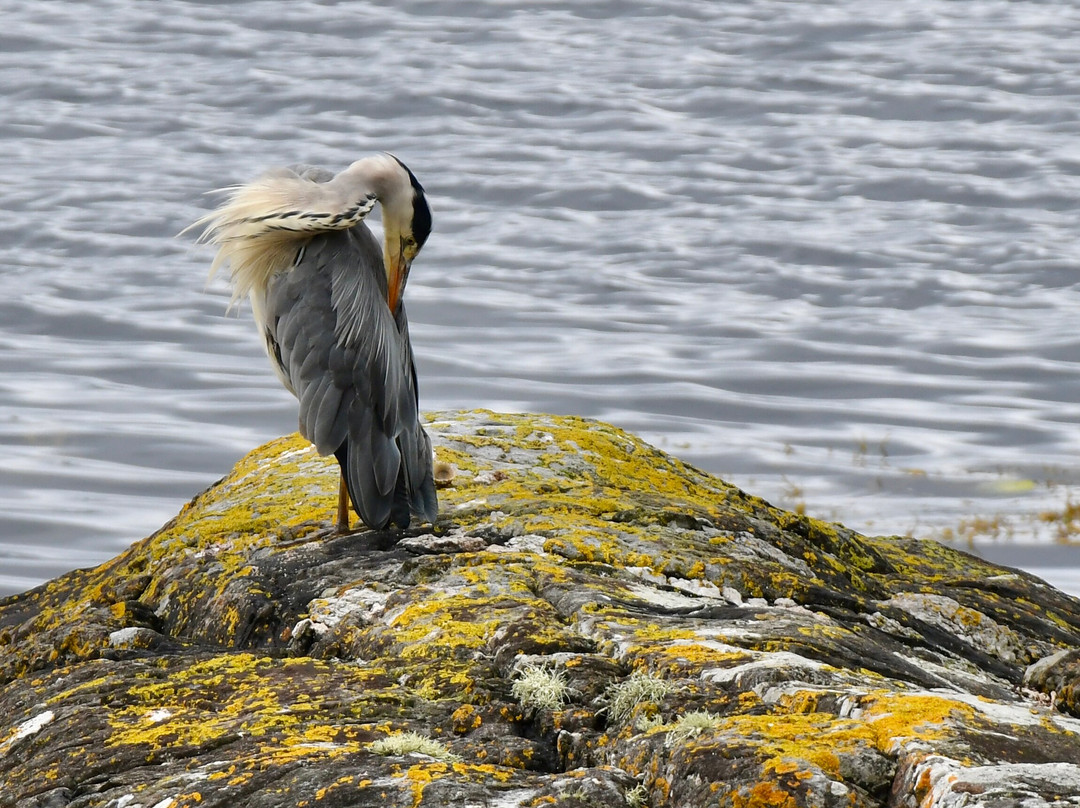 Western Isles Cruises-Mallaig必去景点