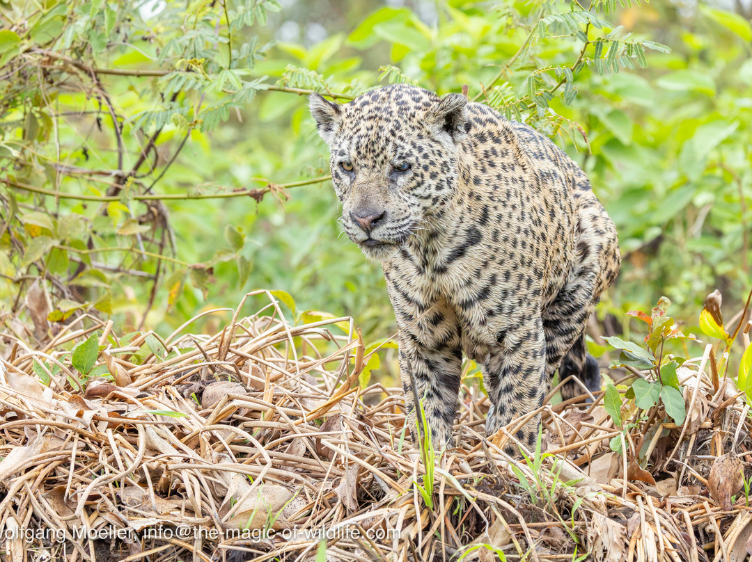 Wild Jaguar Safaris-波科内必去景点