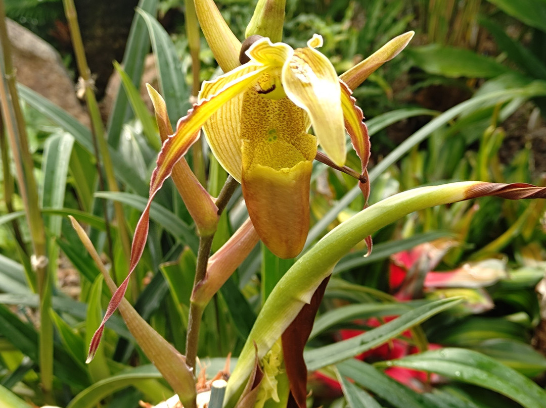 Eric Young Orchid Foundation-Trinity必去景点
