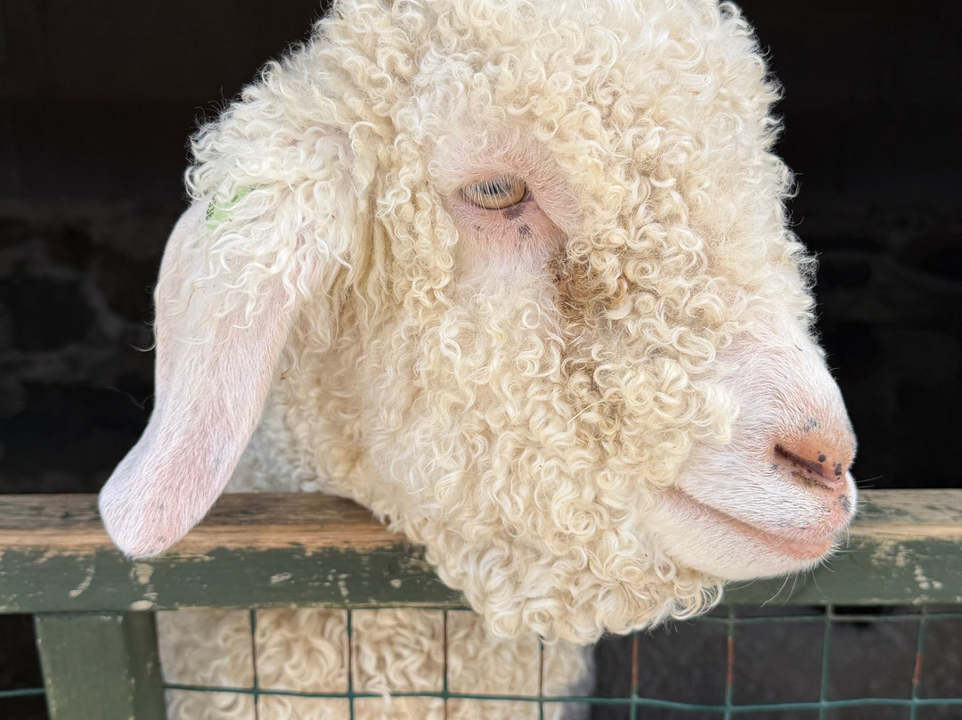 Dwyfor Ranch Rabbit Farm and Animal Park-Llanystumdwy必去景点