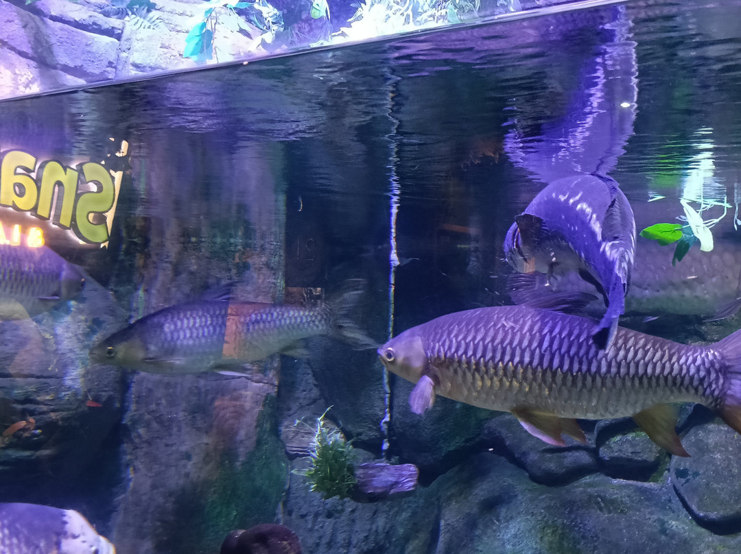 The National Aquarium Abu Dhabi-阿布扎比必去景点
