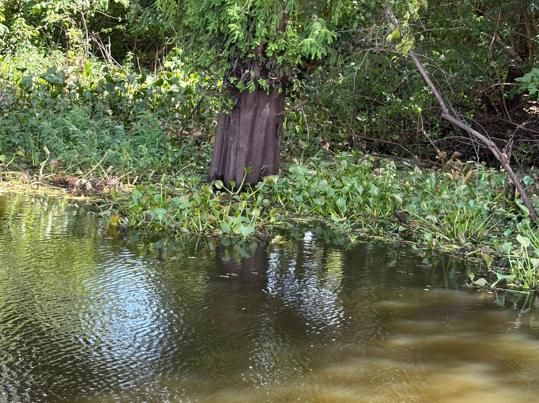Atchafalaya Basin Landing & Airboat Swamp Tours-布里奥克斯桥必去景点