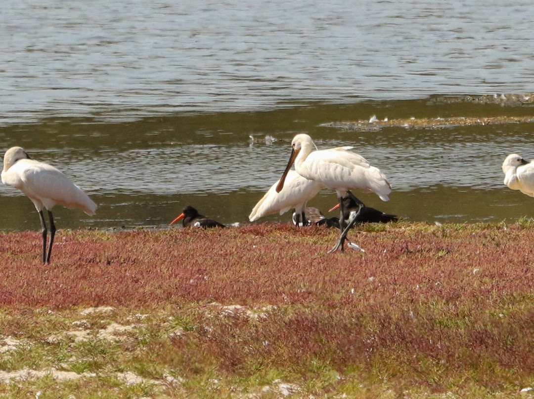 Birds Of Poole Harbour Events-普尔必去景点