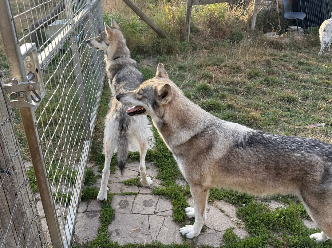 Watermill Wolves Wolf-dog Actors-Bexhill-on-Sea必去景点