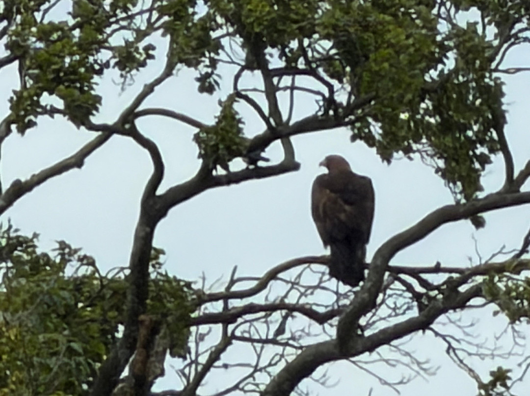 World of Wings Birds of Prey Centre-坎伯诺尔德必去景点