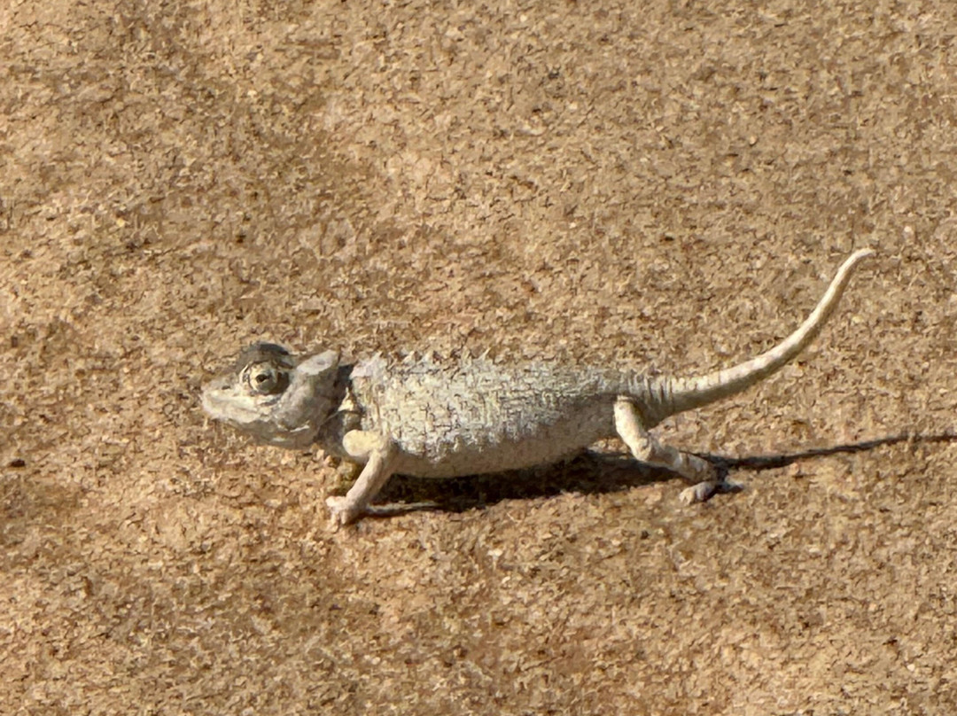 Living Desert Adventures Discover the Little 5-斯瓦科普蒙德必去景点