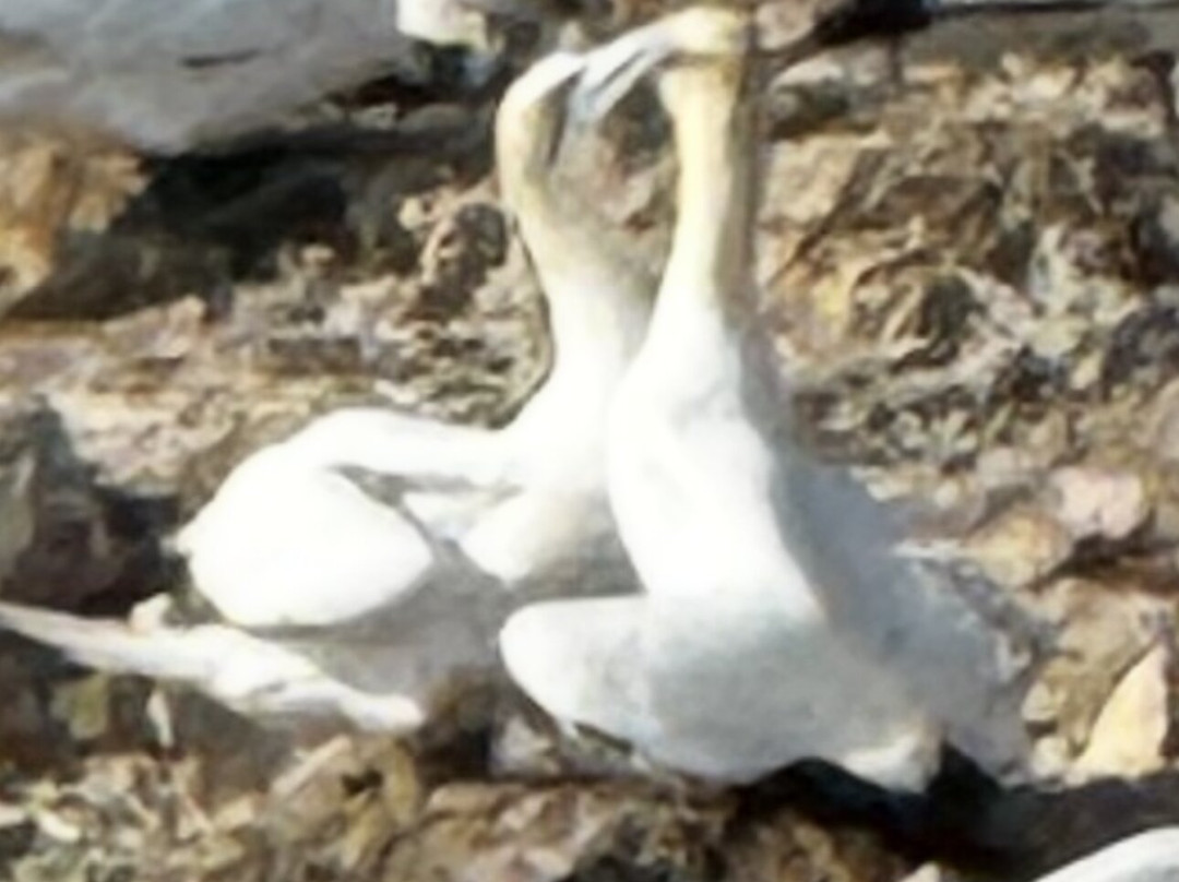 Réserve Naturelle des Sept Îles-皮若斯必去景点