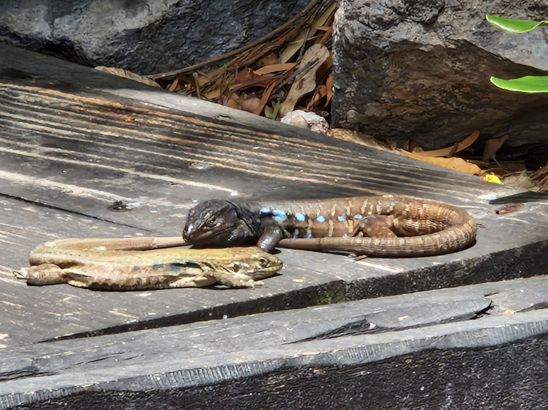 Park Las Aquilas Jungle Park-阿罗纳必去景点
