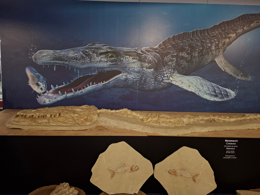 Malacological Museum Piceno-Cupra Marittima必去景点