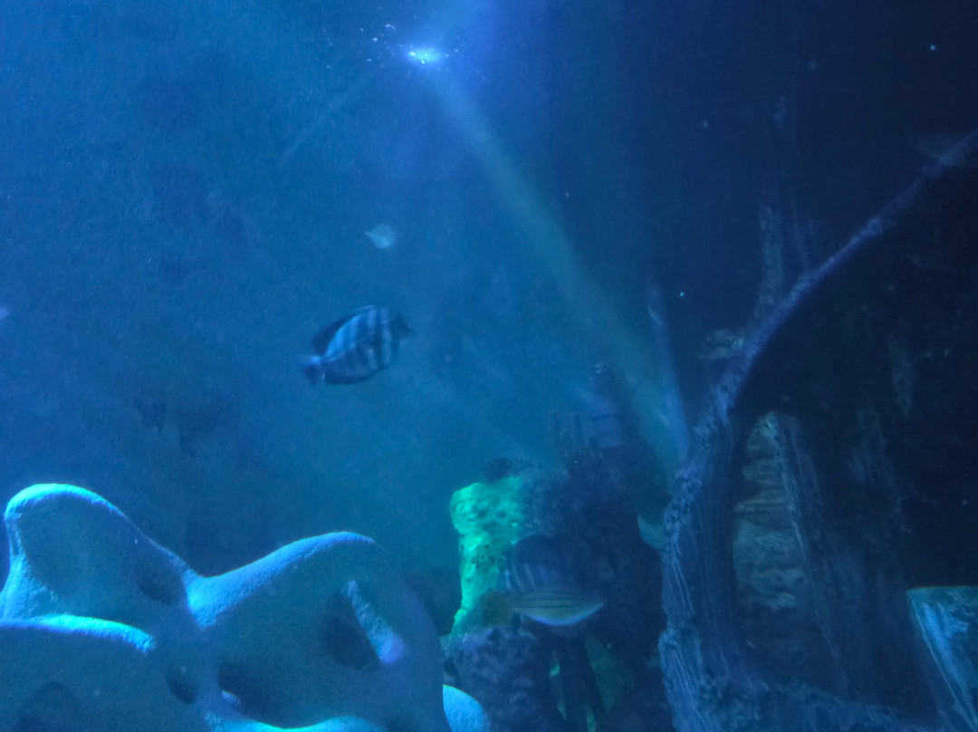 Sea Life Blankenberge-布朗肯堡必去景点