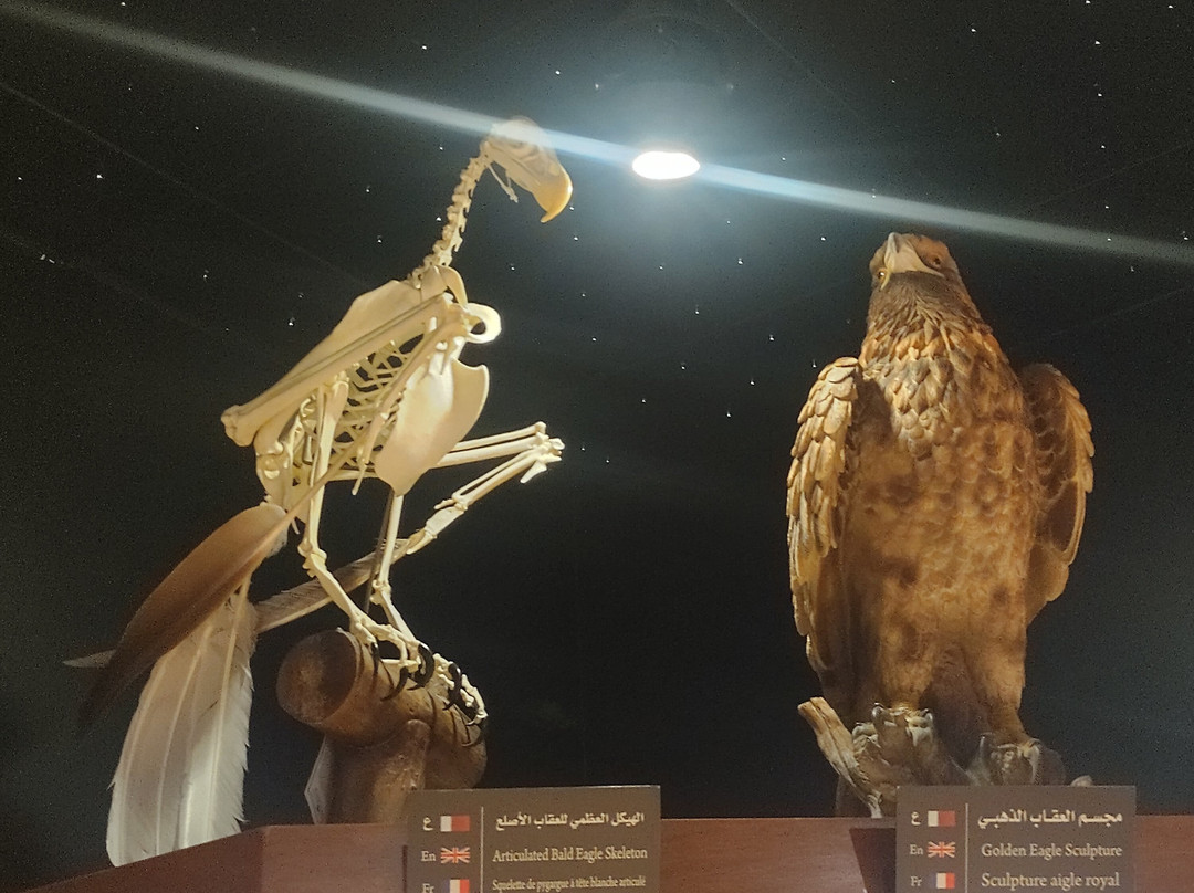 Souq Waqif Falcon Hospital-多哈必去景点