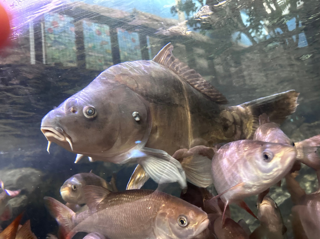 Blue Planet Aquarium-埃尔斯米尔港必去景点