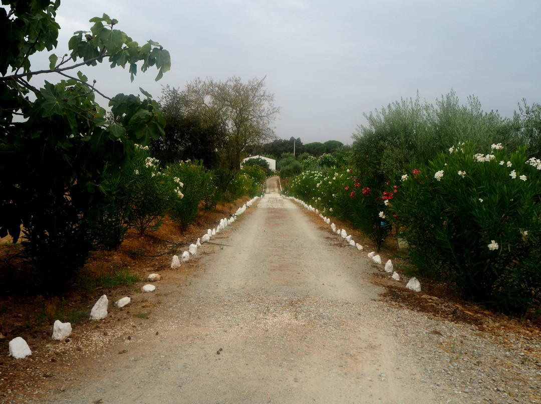 Burrico D'Orada - Orgulhosamente criado por Mark-Serpa必去景点