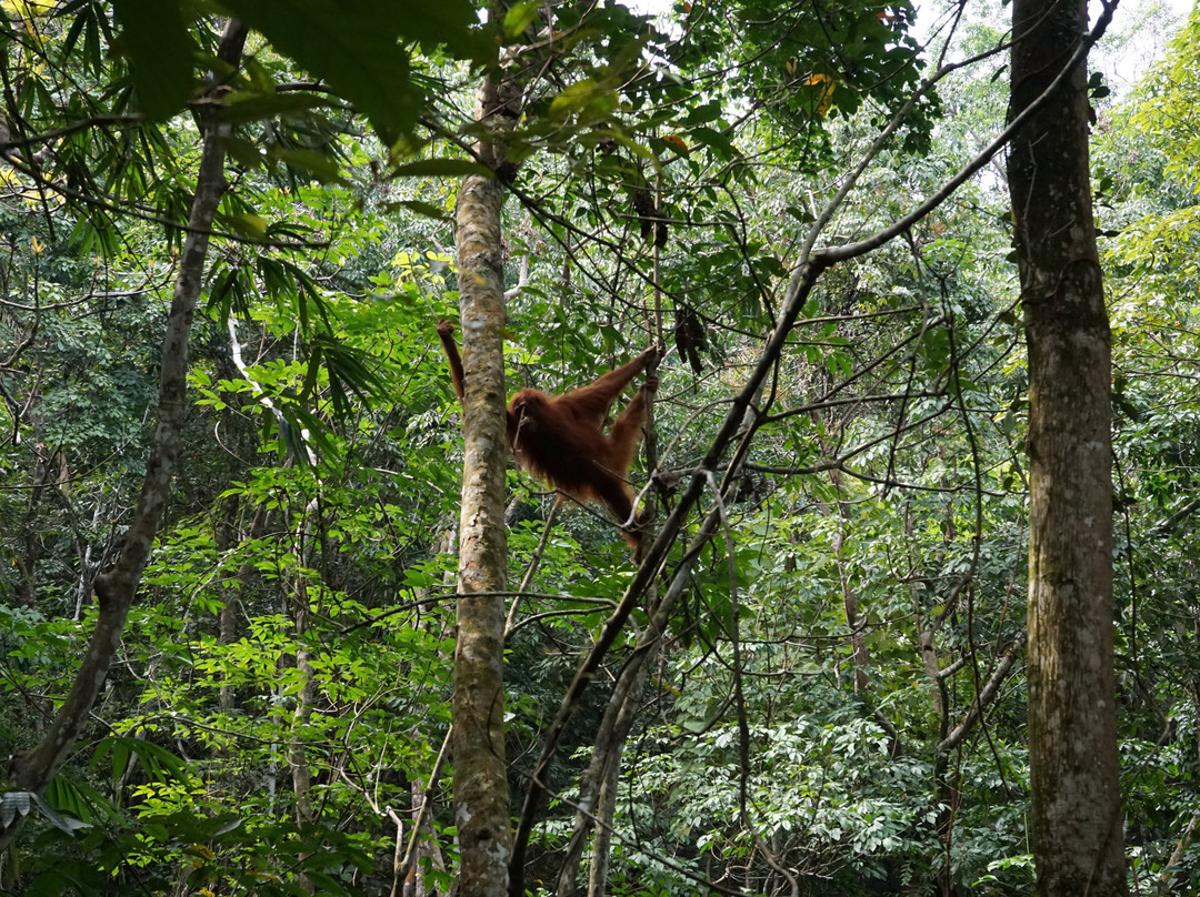 Sumatra Orangutan Explore-武吉拉旺必去景点