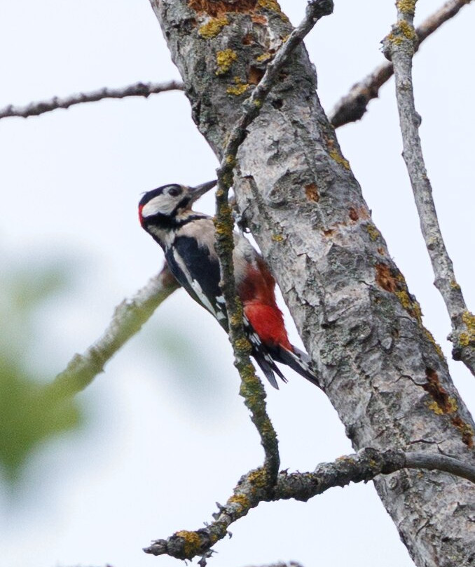 Hungarianbirdwatching.com Day Tours-布达佩斯必去景点