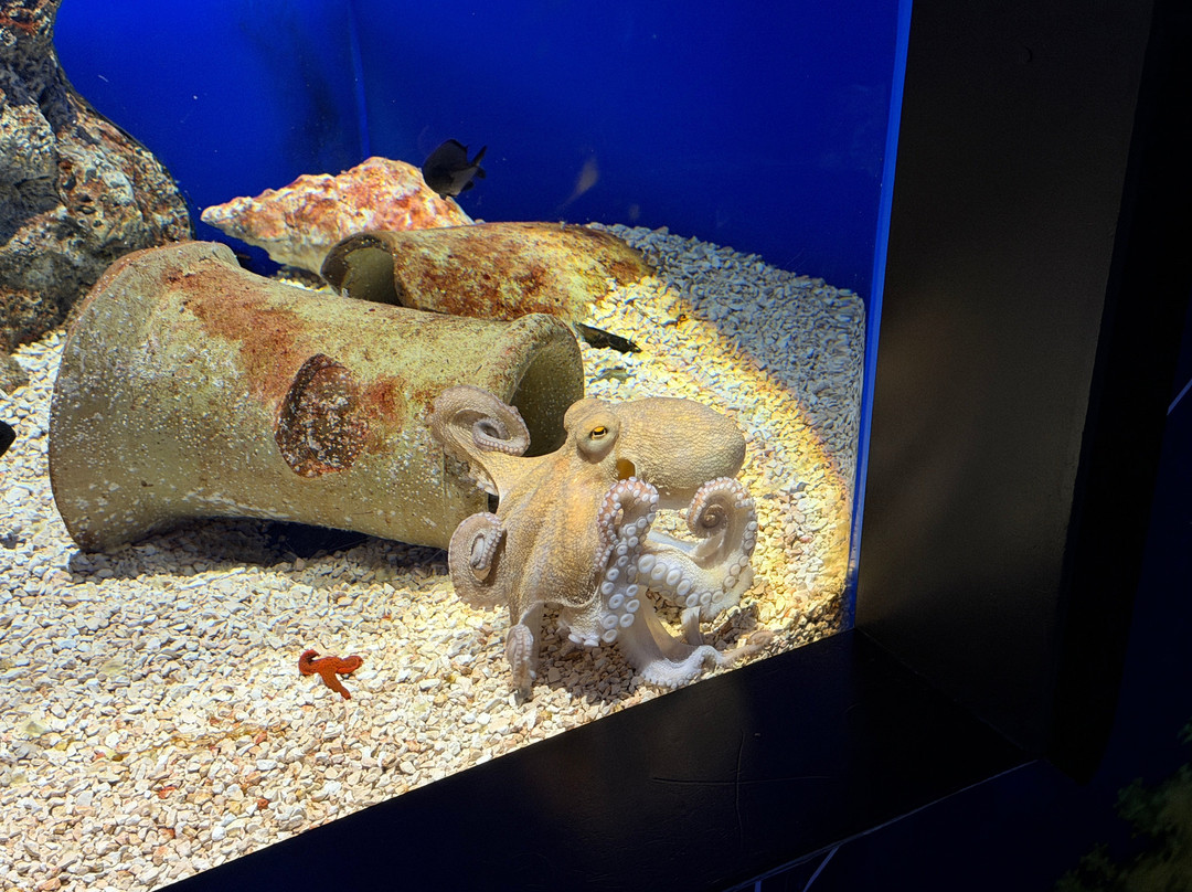 热那亚水族馆-热那亚必去景点
