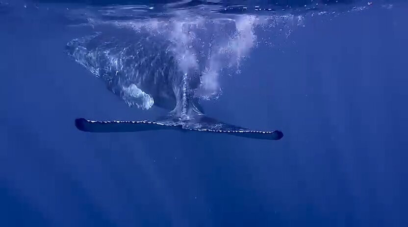 Mobydick Tahiti-Paea必去景点