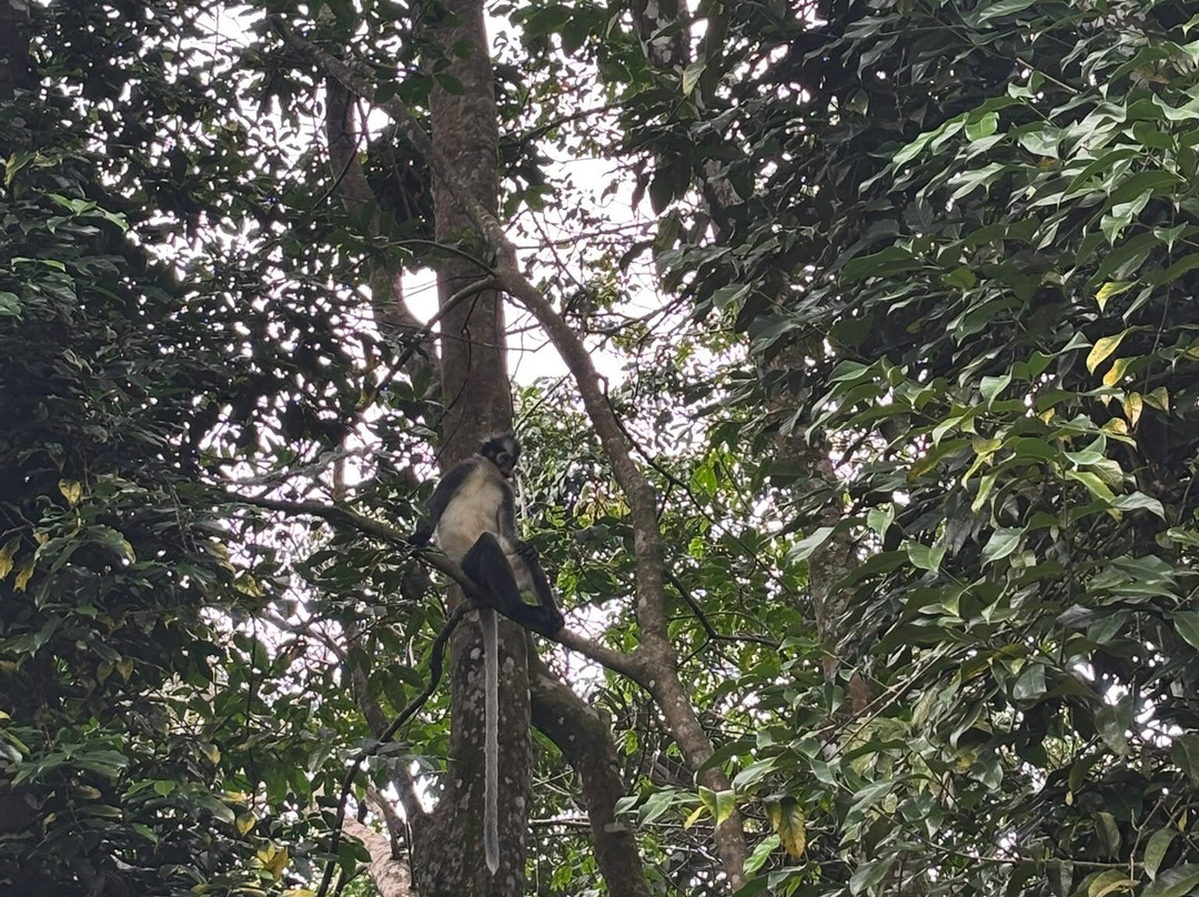 Ethical Trekking Sumatra-武吉拉旺必去景点