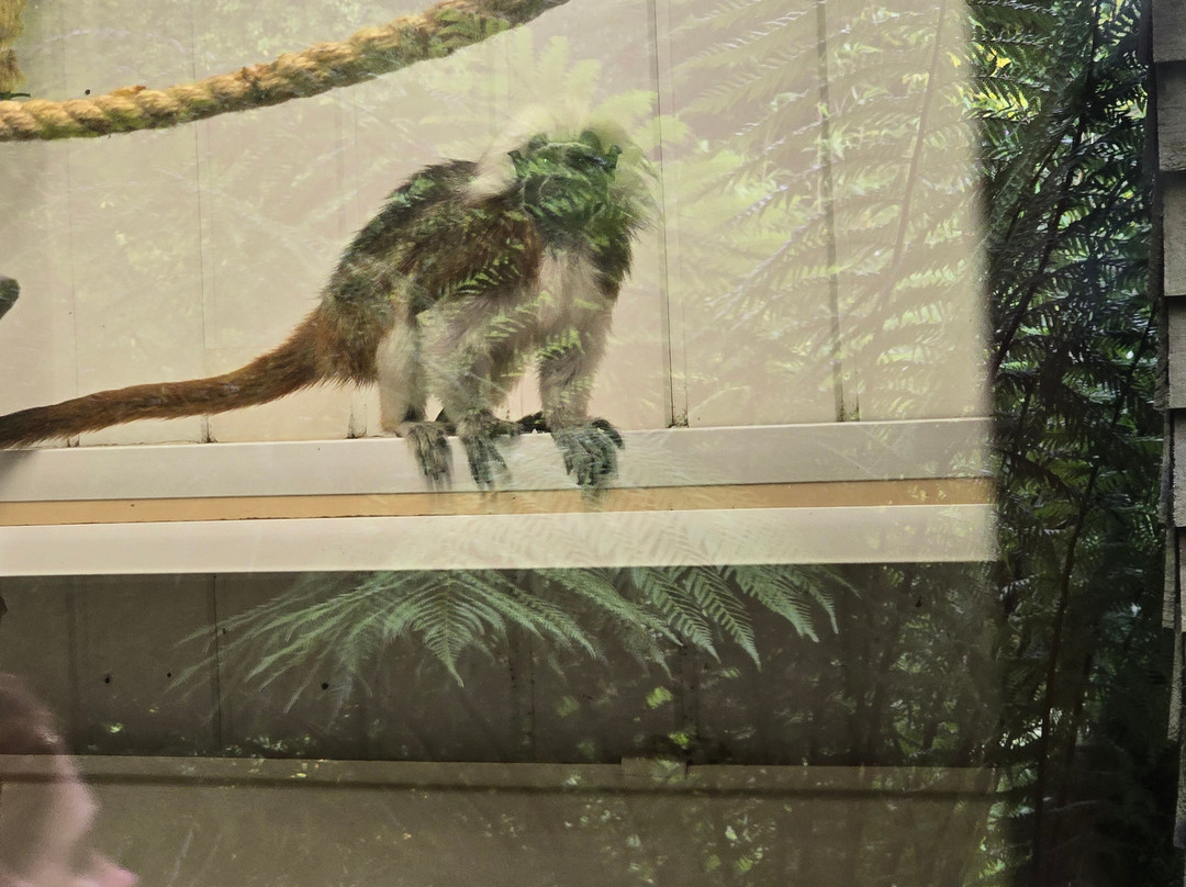 Combe Martin Wildlife And Dinosaur Park-伊尔弗勒科姆必去景点