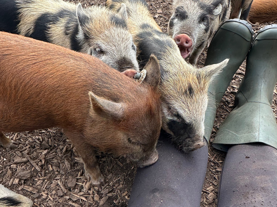 Kew Little Pigs Farm Ltd-Amersham必去景点
