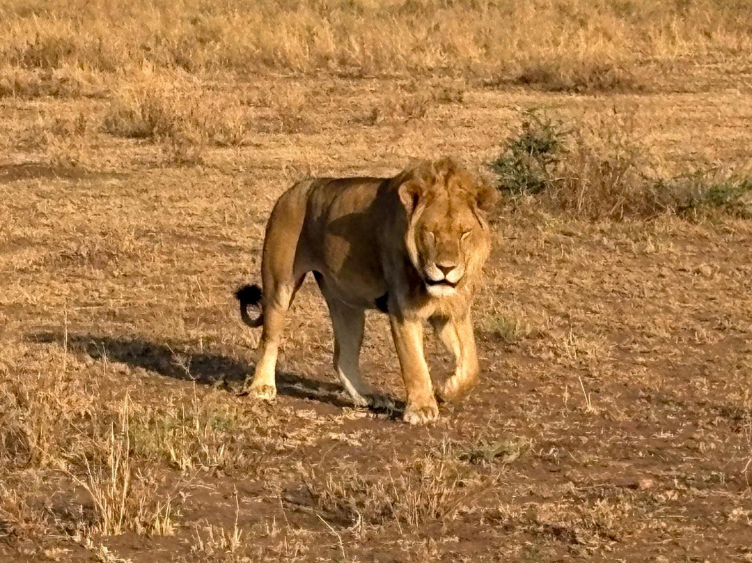 Predators Safari Club-阿鲁沙必去景点