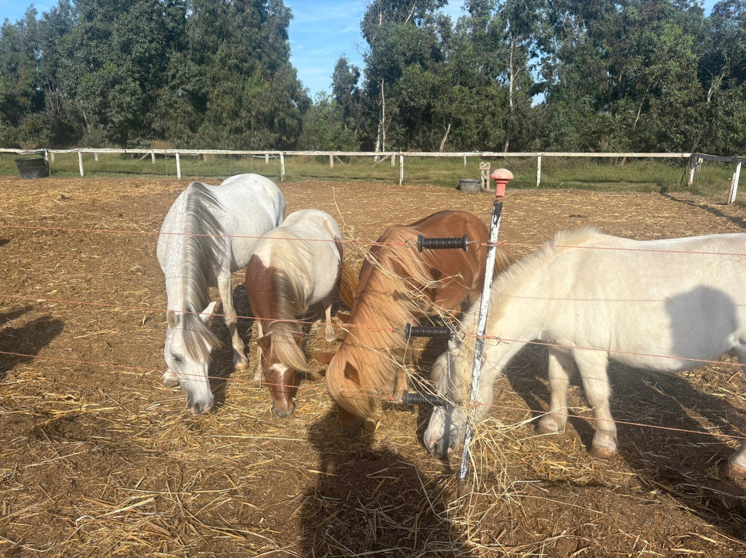 Hotel Ribot - Horse Country Resort