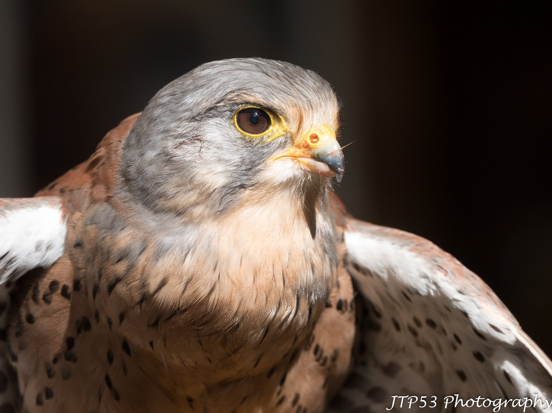 Loch Lomond Bird Of Prey Centre-Balloch必去景点