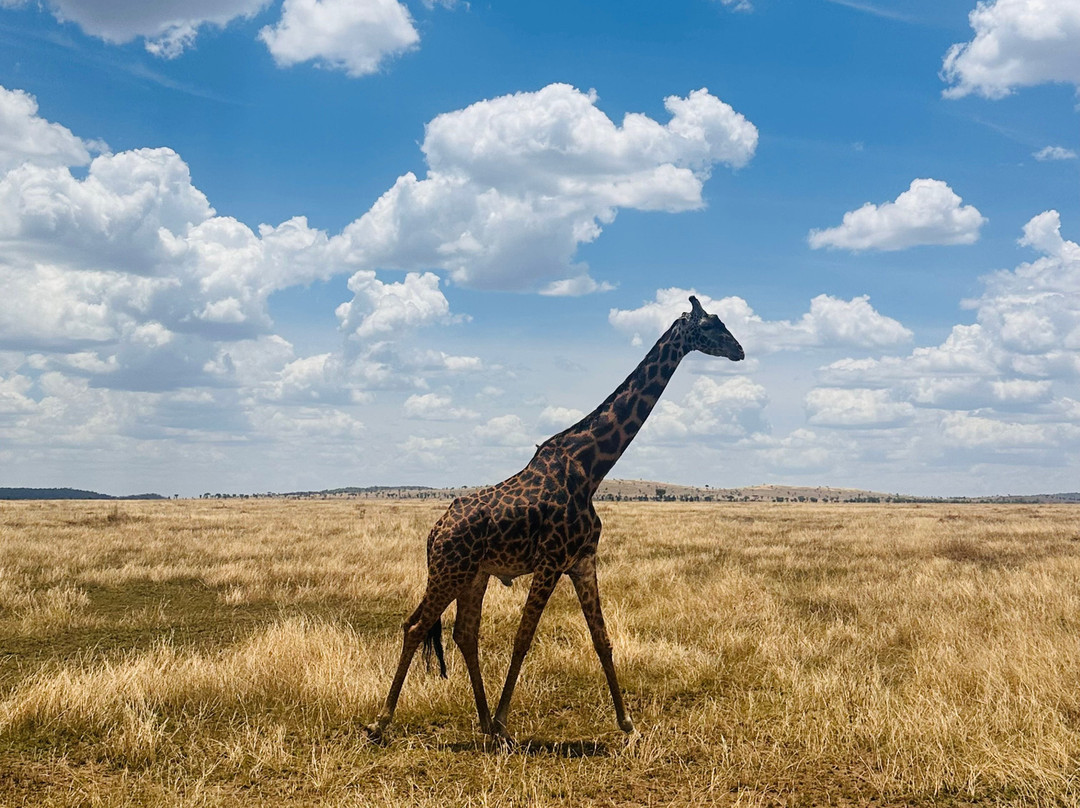Sereland Africa Safaris-Sakina必去景点