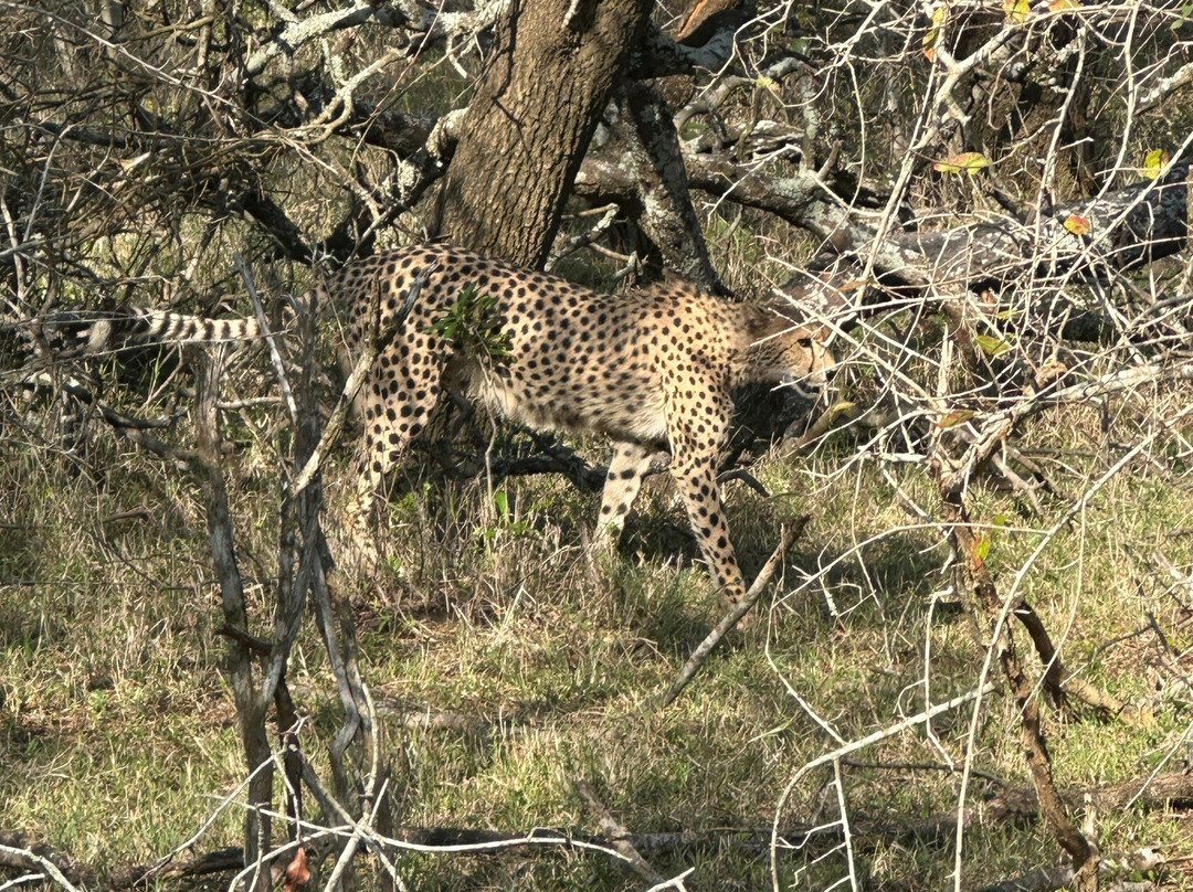 SAFARI, DRIVE & DIVE TOURS-Inhambane必去景点