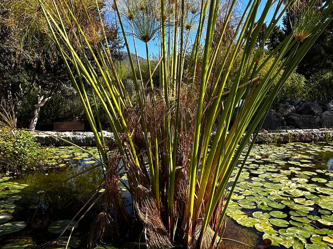 Jardín Botánico de Sóller-索耶尔必去景点