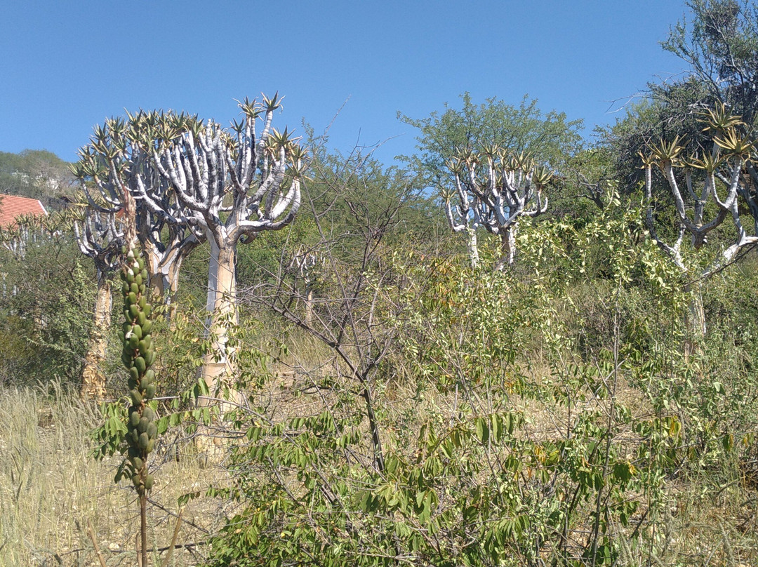 National Botanic Garden of Namibia-温德和克必去景点