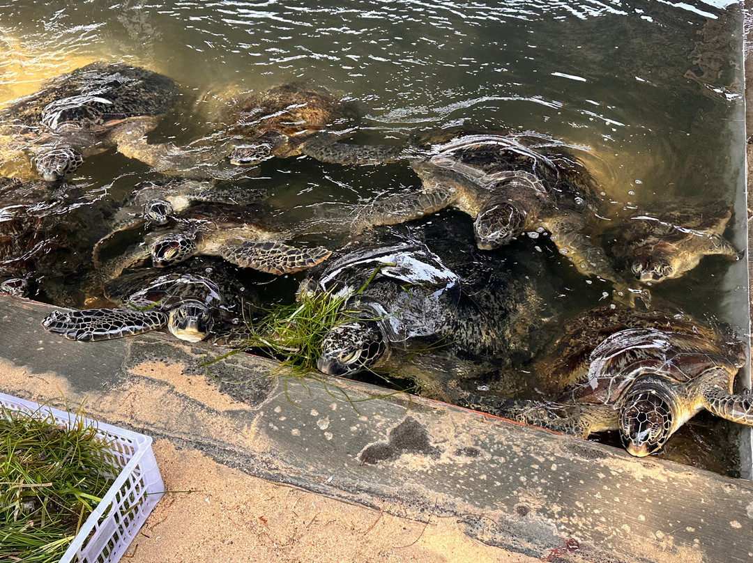 Deluang Sari Turtle Conservation Center-南湾必去景点
