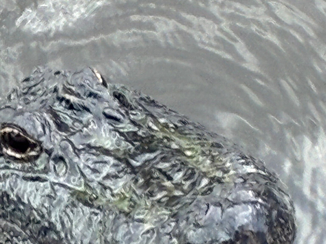 Airboat Adventures-Lafitte必去景点