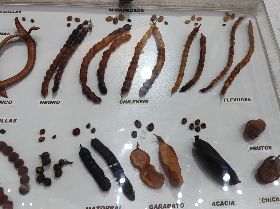 Museo Piedras del Mundo-圣奥古斯汀镇必去景点