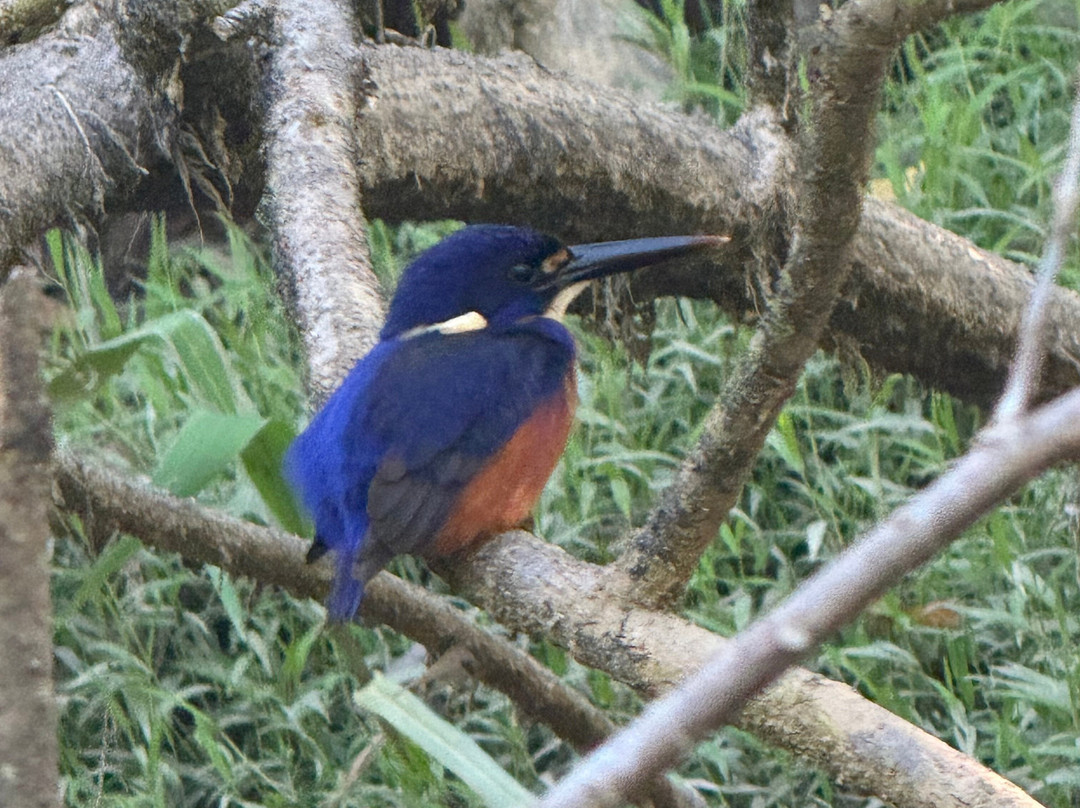 Fine Feather Tours-Mossman必去景点
