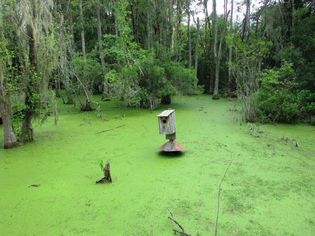 Audubon Swamp Garden, at Magnolia Plantation and Gardens-查尔斯顿必去景点