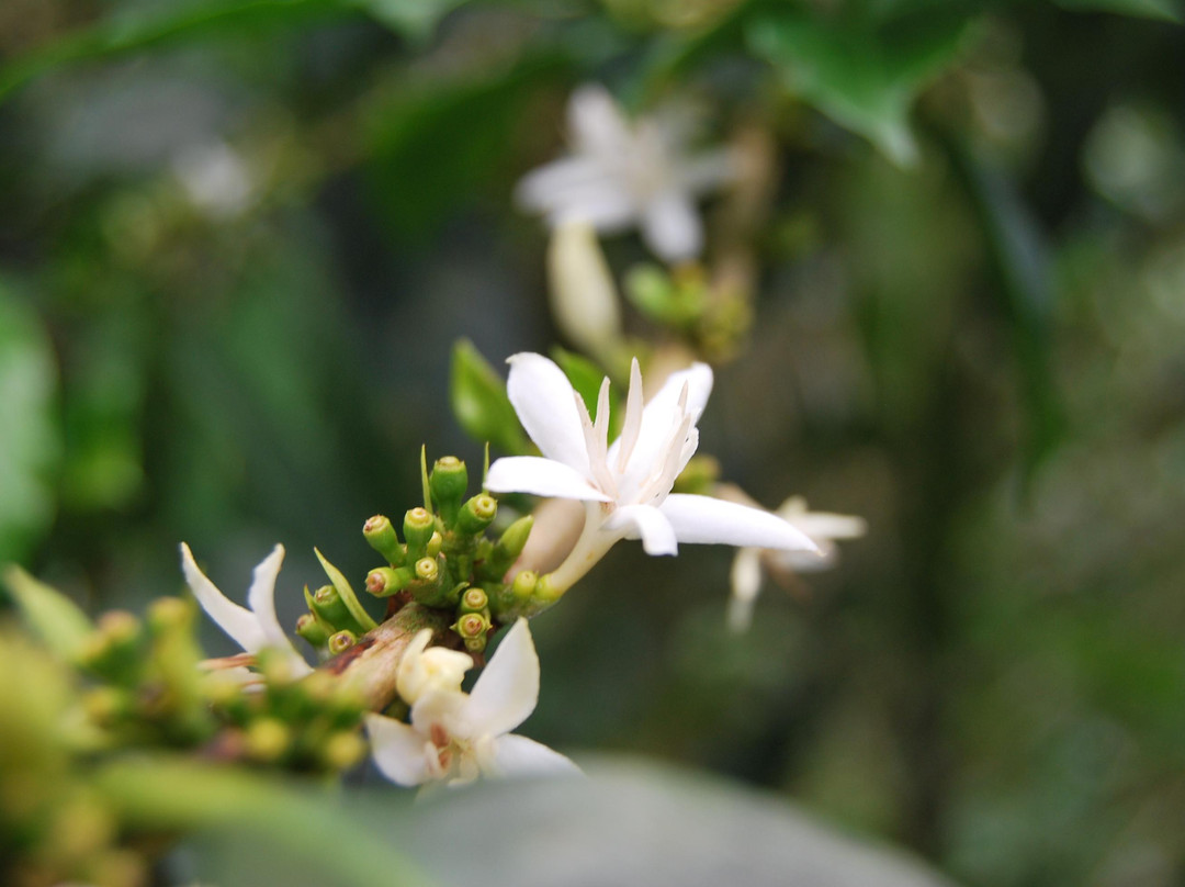 Monte Jazmin-佩雷拉必去景点