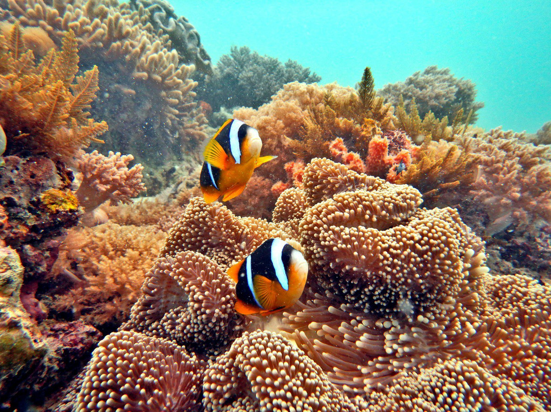 Dive Time Zanzibar-Kizimkazi必去景点