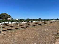 Frances Strawberries-Naracoorte必去景点