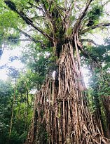 Cathedral Fig Tree-Yungaburra必去景点